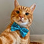 cat, orange_tabby, bow_tie, pet, close_up, whiskers, feline, domestic_cat, cute, portrait, indoor, animal, fur, ears, nose, eyes, sequins, accessory, fashion, posing