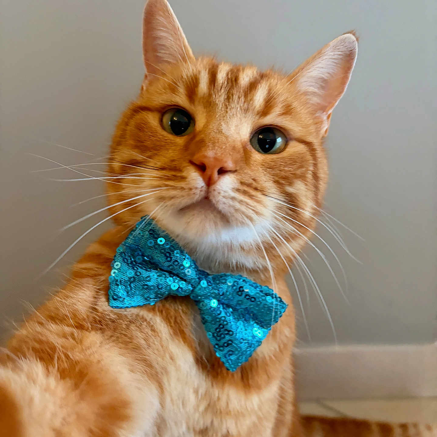 Simba participe au concours pour gagner de l'argent avec cette photo : accessory, animal, bow_tie, cat, close_up, cute, domestic_cat, ears, eyes, fashion, feline, fur, indoor, nose, orange_tabby, pet, portrait, posing, sequins, whiskers