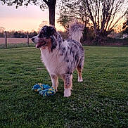 Erza participe au concours pour gagner de l'argent avec cette photo : dog, australian_shepherd, grass, outdoor, toy, rope_toy, sunset, tree, fence, field, pet, animal, mammal, canine, fur, playful, nature, landscape, park, happy