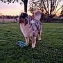 dog, australian_shepherd, grass, outdoor, toy, rope_toy, sunset, tree, fence, field, pet, animal, mammal, canine, fur, playful, nature, landscape, park, happy