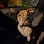 dog, pet, car_interior, night, shadow, ears, animal, mammal, seated, brown, white, face, window, door, reflection, dark, light, looking, closeup, indoor