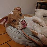 Aphrodite a rejoint le concours — aidez-le/la à gagner de superbes lots ! dog, pet, indoor, dog_bed, brown, white, pink_nose, tongue_out, relaxed, floor, tile_floor, ear, paw, cozy, animal, mammal, cute, face, bed, resting