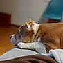 dog, brown, white, resting, couch, indoor, pet, animal, fur, paw, head, side_view, relaxed, looking, home, blanket, floor, chair, quiet, calm