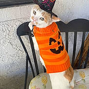 Comet joined the competition — help win amazing prizes! cat, orange_sweater, witch_hat, halloween, chair, cushion, indoor, white_wall, window, pet, costume, animal, cute, fur, tabby, standing, holiday, festive, decor, funny
