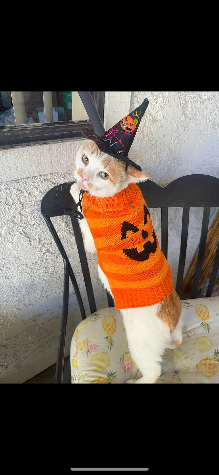 Comet joined the competition — help win amazing prizes! cat, orange_sweater, witch_hat, halloween, chair, cushion, indoor, white_wall, window, pet, costume, animal, cute, fur, tabby, standing, holiday, festive, decor, funny
