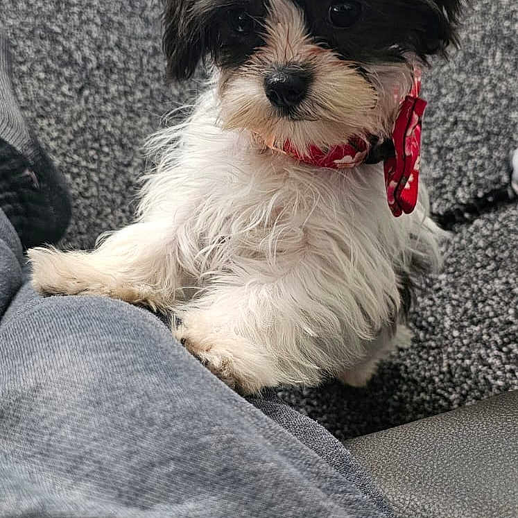 Poppy joined the competition — help win amazing prizes! accessories, affenpinscher, animal, blanket, canine, clothing, cockerspaniel, collar, couch, dog, furniture, leash, pants, papillon, pet, poodle, puppy, strap, terrier, whitedog