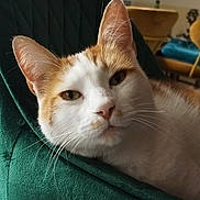 Mitsu a rejoint le concours — aidez-le/la à gagner de superbes lots ! cat, orange_and_white, close_up, indoor, furniture, chair, pet, whiskers, relaxed, fur, ears, nose, eye, domestic_animal, mammal, couch, home, cozy, resting, portrait