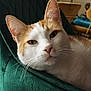 cat, orange_and_white, close_up, indoor, furniture, chair, pet, whiskers, relaxed, fur, ears, nose, eye, domestic_animal, mammal, couch, home, cozy, resting, portrait