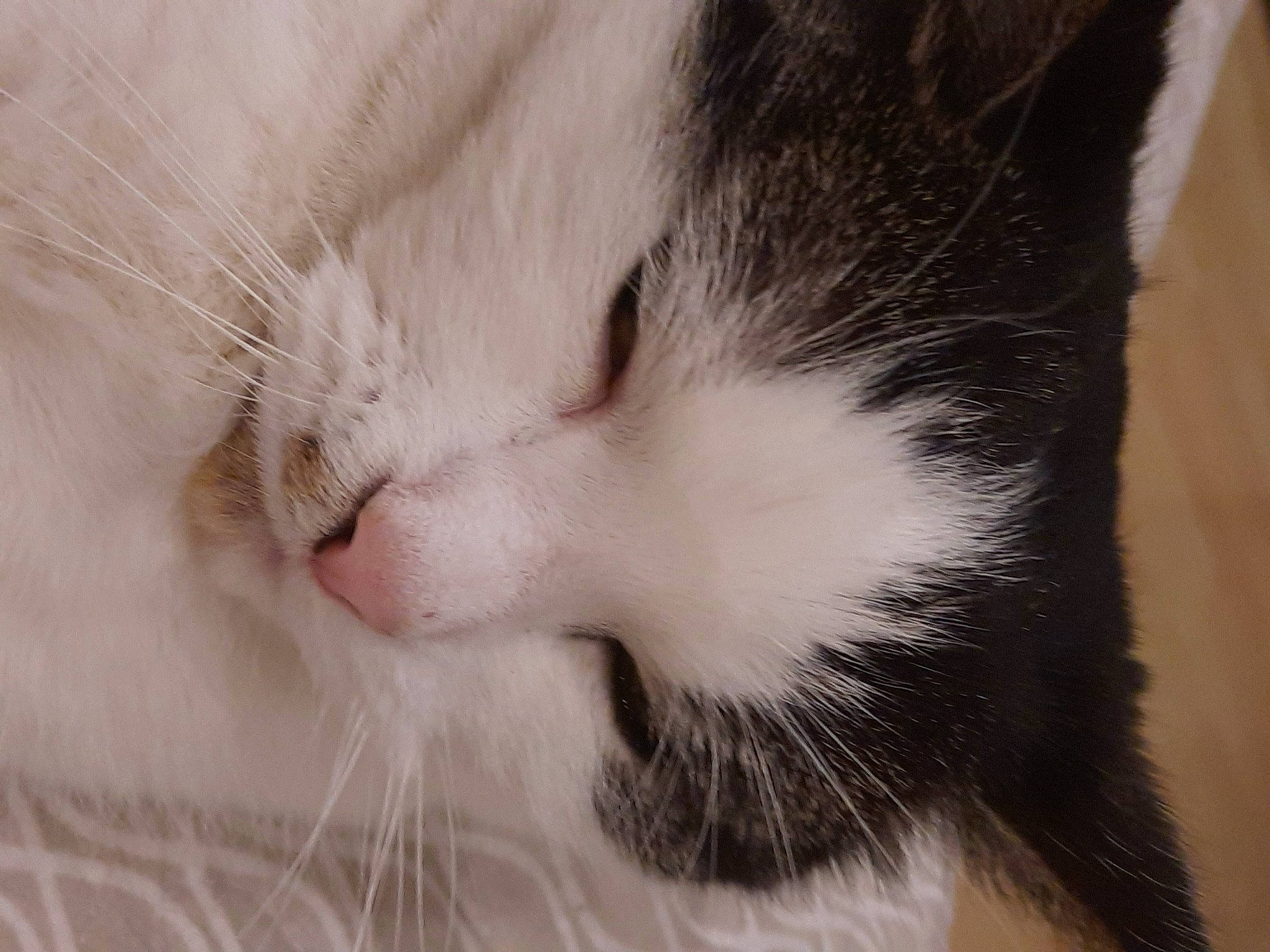 Oreo participe au concours pour gagner de l'argent avec cette photo : carnivore, cat, claw, comfort, domestic_short_haired_cat, ear, felidae, fur, nap, paw, sleep, small_to_medium_sized_cats, snout, tail, whiskers, window