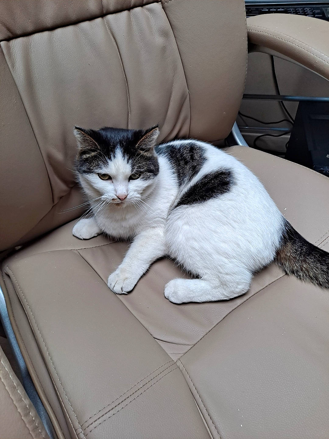 Oreo participe au concours pour gagner de l'argent avec cette photo : bench, carnivore, cat, chair, comfort, couch, domestic_short_haired_cat, felidae, flooring, fur, furniture, grey, paw, sitting, small_to_medium_sized_cats, tail, textile, whiskers, white, window