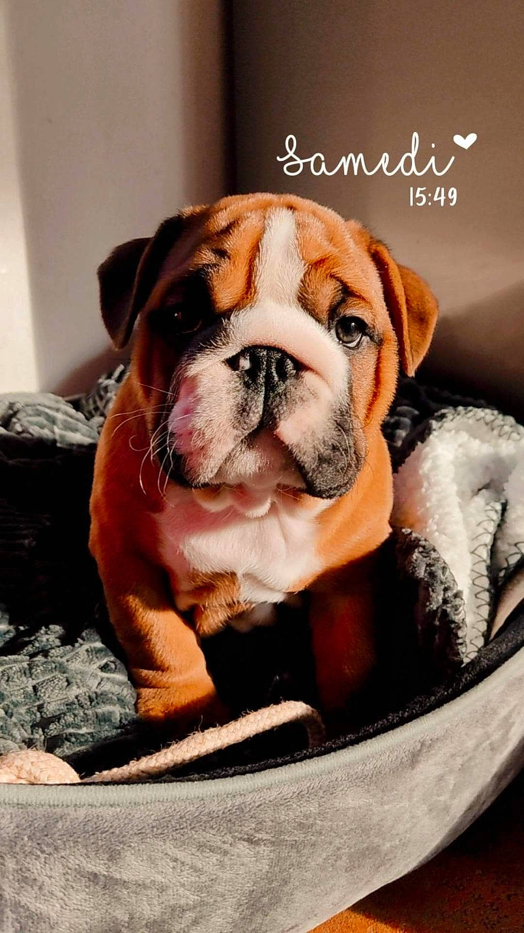 Roger participe au concours pour gagner de l'argent avec cette photo : bulldog, canidae, carnivore, companion_dog, dog, dog_breed, fawn, fur, grass, molosser, non_sporting_group, photo_caption, snout, sporting_group, terrestrial_animal, whiskers, window, working_animal, working_dog, wrinkle