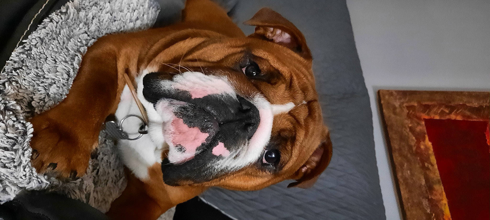 Roger participe au concours pour gagner de l'argent avec cette photo : biting, boxer, bulldog, canidae, carnivore, comfort, companion_dog, dog, dog_breed, dog_collar, fawn, fur, liver, molosser, snout, sporting_group, whiskers, working_animal, working_dog, wrinkle