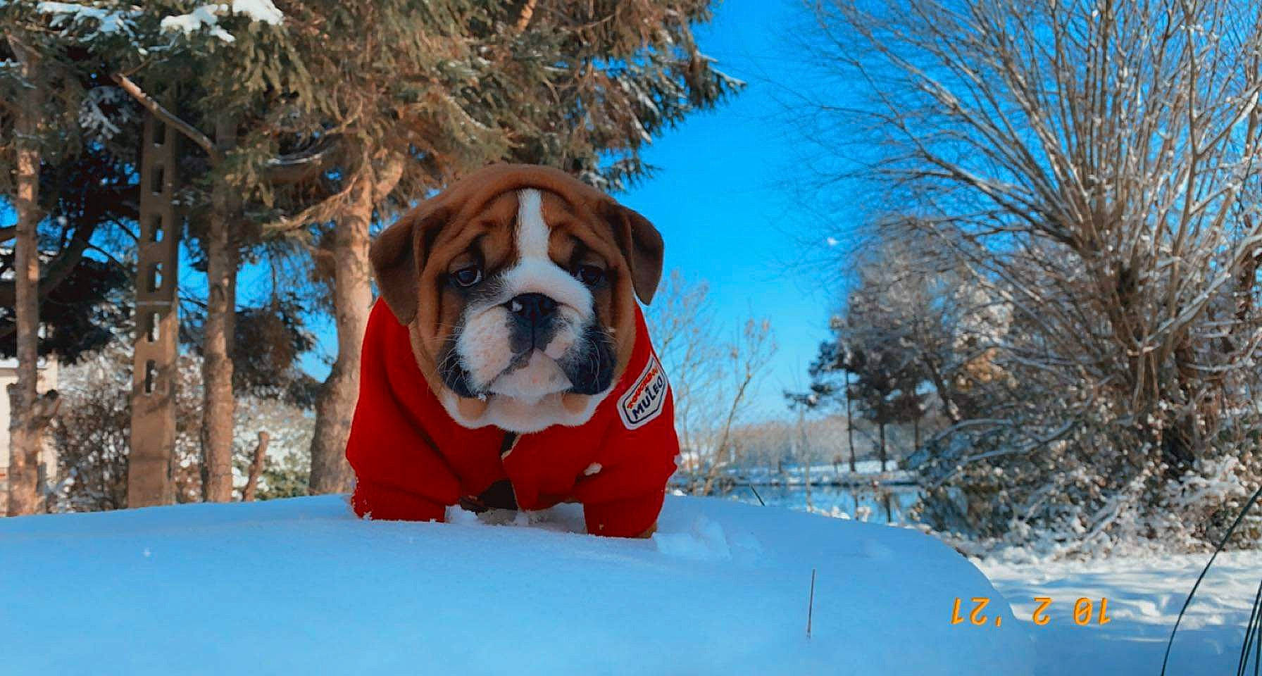 Roger participe au concours pour gagner de l'argent avec cette photo : blue, bulldog, carnivore, collar, companion_dog, dog, dog_breed, dog_collar, dog_supply, electric_blue, fawn, freezing, leisure, pet_supply, plant, recreation, sky, snout, snow, tree