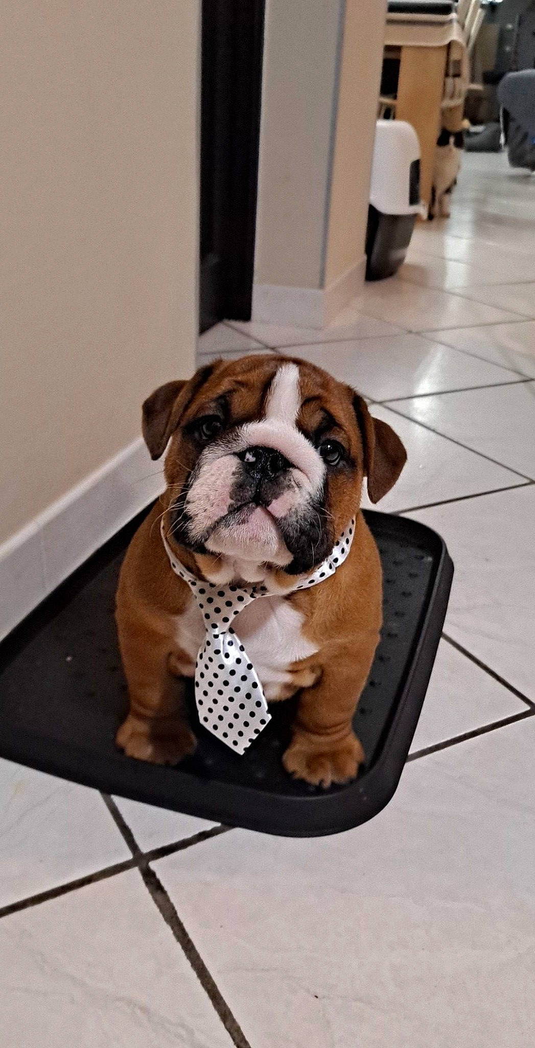 Roger participe au concours pour gagner de l'argent avec cette photo : bulldog, carnivore, chair, collar, comfort, companion_dog, dog, dog_breed, dog_collar, fawn, flooring, fur, leash, pet_supply, snout, sporting_group, terrestrial_animal, toy_dog, working_animal, working_dog