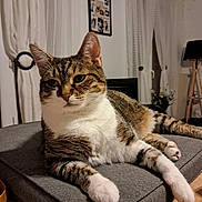 Rubis a rejoint le concours — aidez-le/la à gagner de superbes lots ! cat, tabby_cat, pet, indoor, cushion, gray_cushion, relaxed, feline, white_paws, striped_fur, wooden_floor, curtains, framed_photos, home_interior, lamp, plant, resting, close_up, domestic_cat, fur