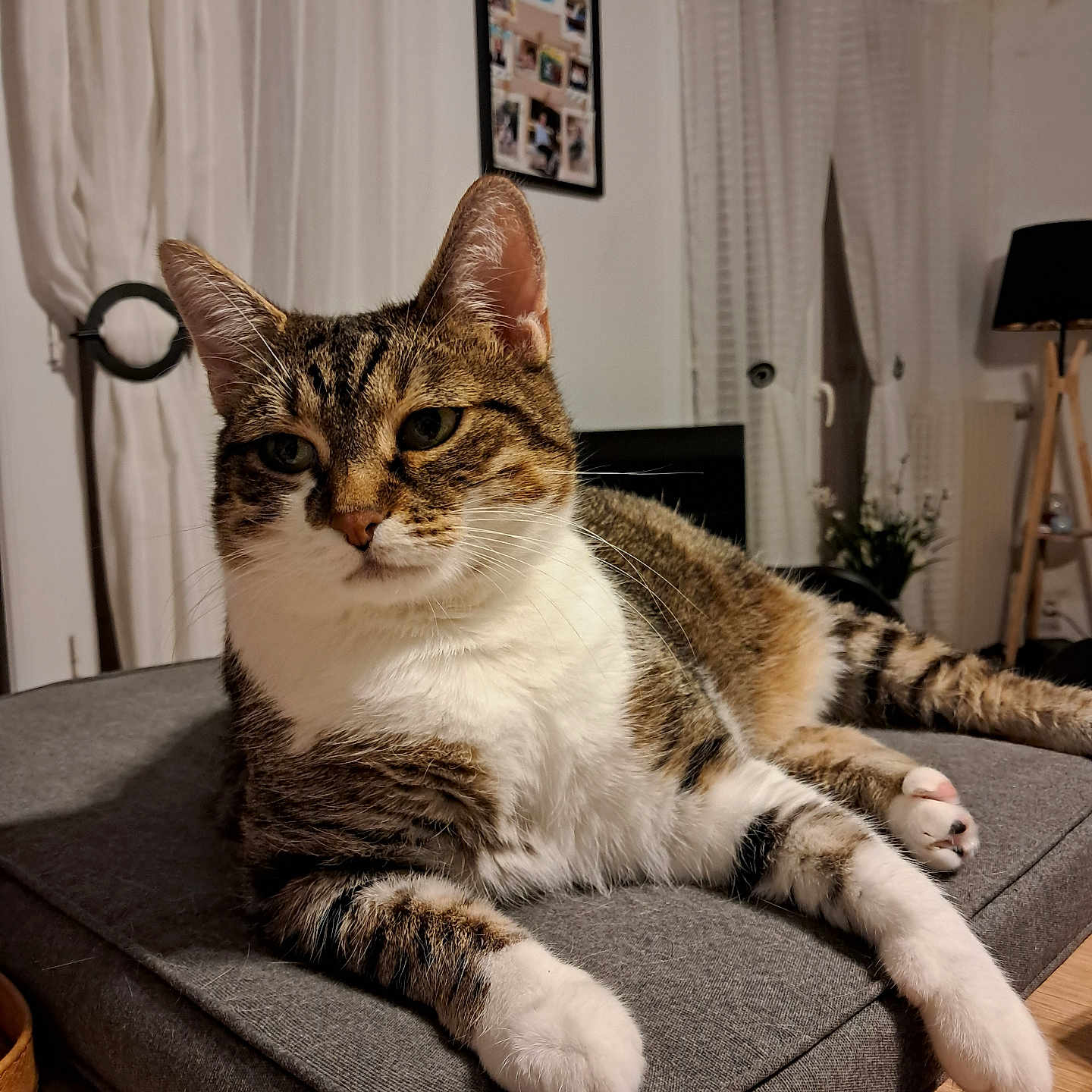 Rubis a rejoint le concours — aidez-le/la à gagner de superbes lots ! cat, close_up, curtains, cushion, domestic_cat, feline, framed_photos, fur, gray_cushion, home_interior, indoor, lamp, pet, plant, relaxed, resting, striped_fur, tabby_cat, white_paws, wooden_floor