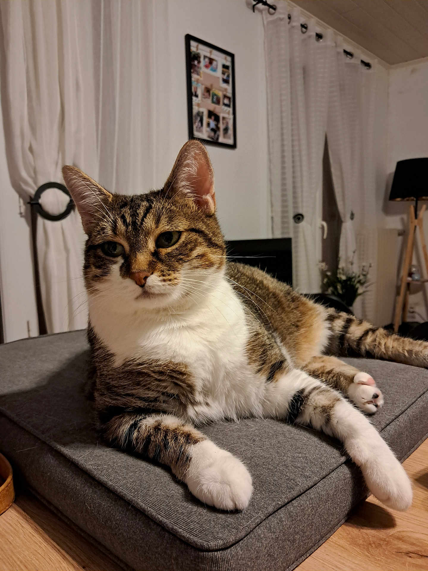 Rubis a rejoint le concours — aidez-le/la à gagner de superbes lots ! cat, tabby_cat, pet, indoor, cushion, gray_cushion, relaxed, feline, white_paws, striped_fur, wooden_floor, curtains, framed_photos, home_interior, lamp, plant, resting, close_up, domestic_cat, fur