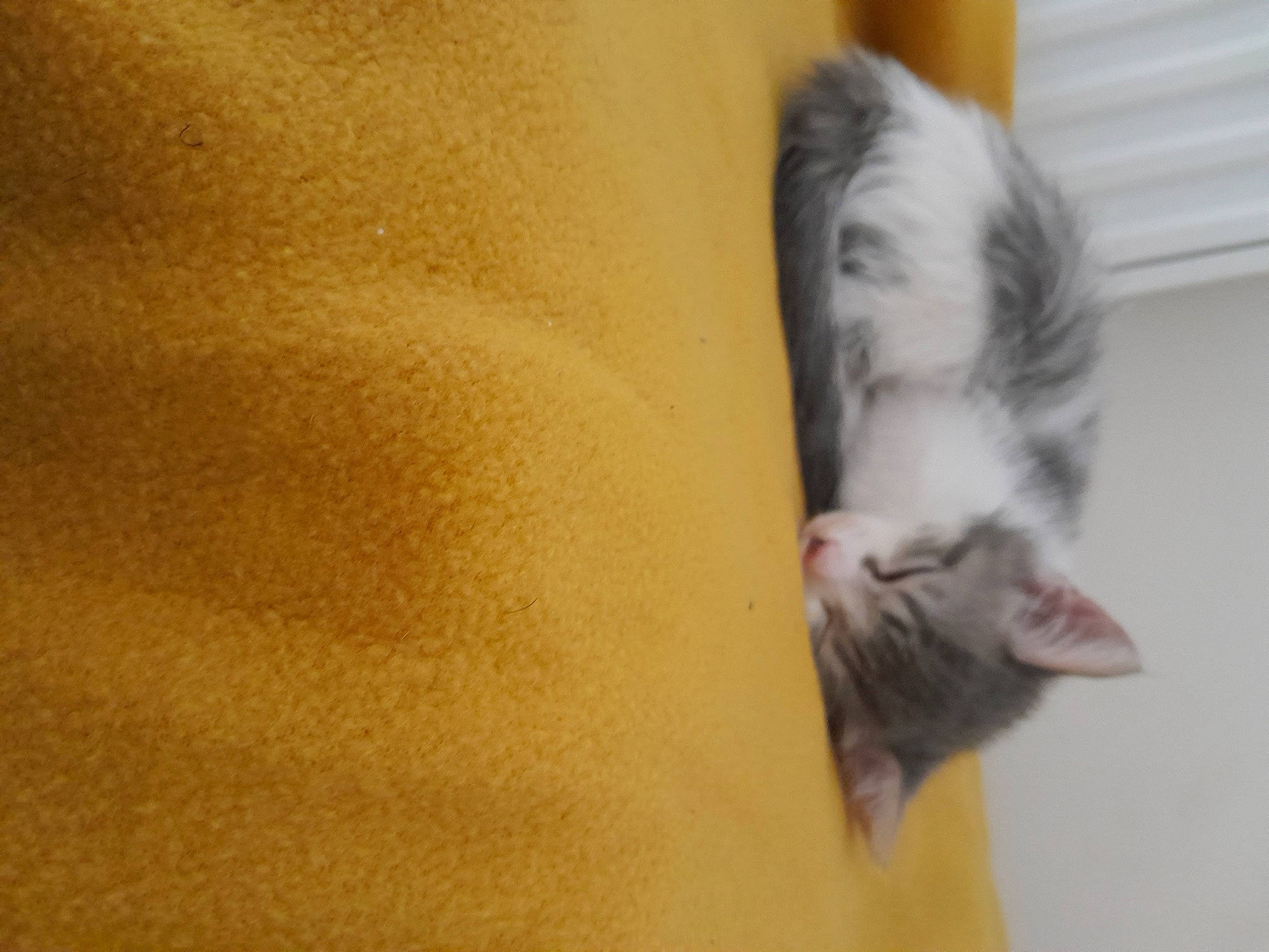 Diamant participe au concours pour gagner de l'argent avec cette photo : abdomen, carnivore, cat, chest, comfort, domestic_short_haired_cat, ear, eye, fawn, felidae, foot, fur, human_leg, paw, small_to_medium_sized_cats, snout, tail, thigh, whiskers, wood