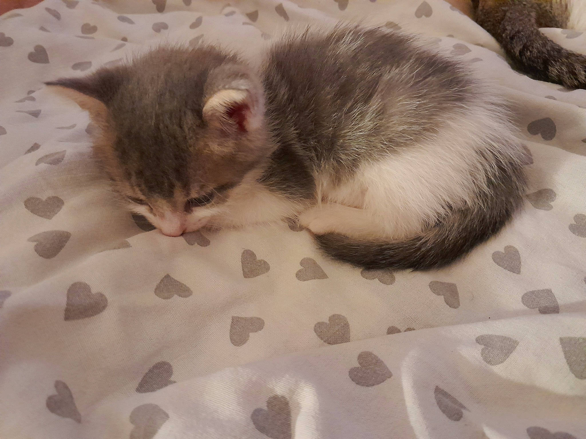 Diamant participe au concours pour gagner de l'argent avec cette photo : bed, carnivore, cat, cat_bed, claw, comfort, domestic_short_haired_cat, fawn, felidae, fur, grey, linens, nap, paw, sleep, small_to_medium_sized_cats, snout, tail, textile, whiskers