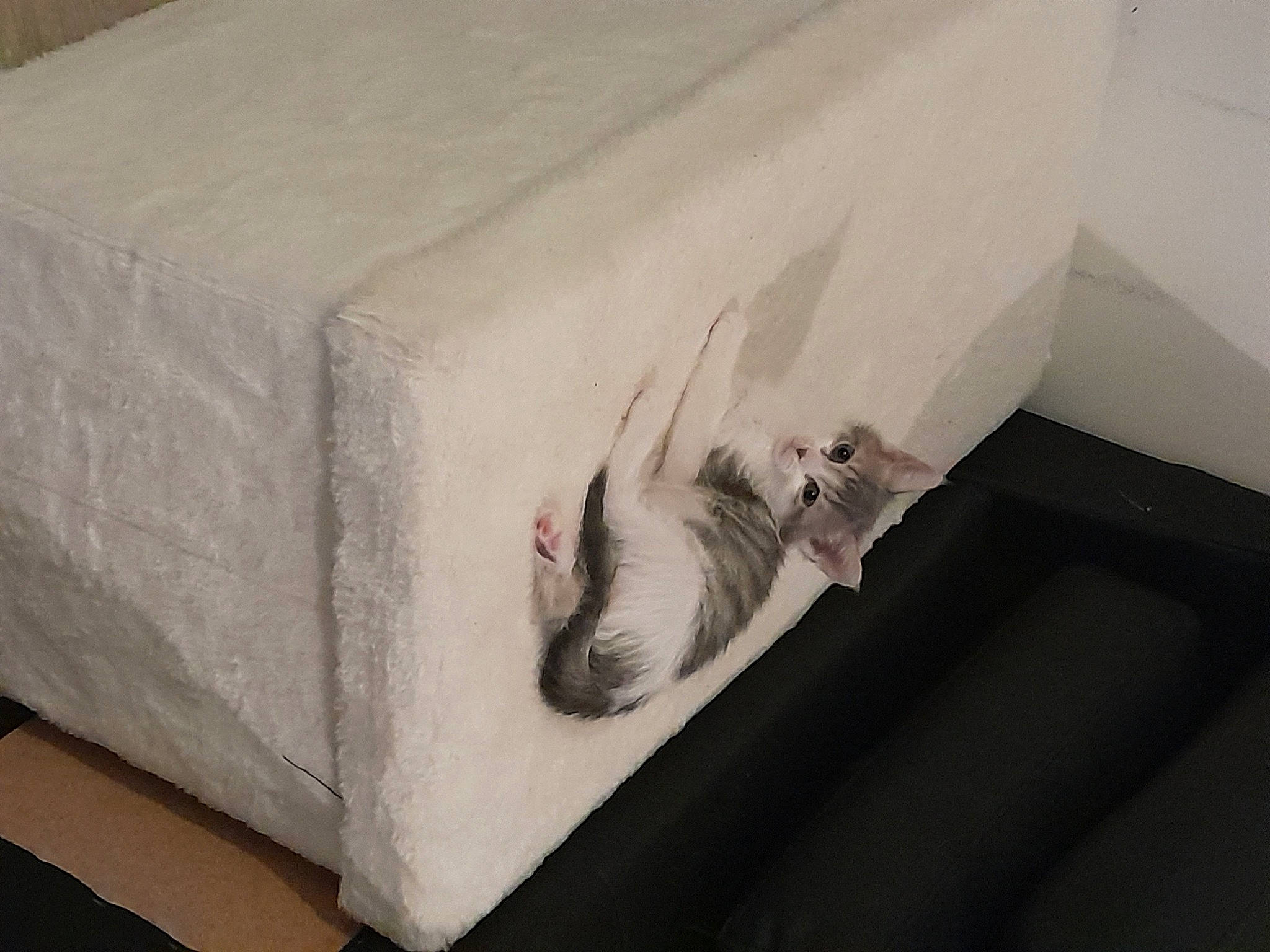 Diamant participe au concours pour gagner de l'argent avec cette photo : carnivore, cat, comfort, couch, domestic_short_haired_cat, felidae, flooring, fur, grey, hardwood, linens, paper, paper_product, pet_supply, rectangle, room, small_to_medium_sized_cats, tail, whiskers, wood