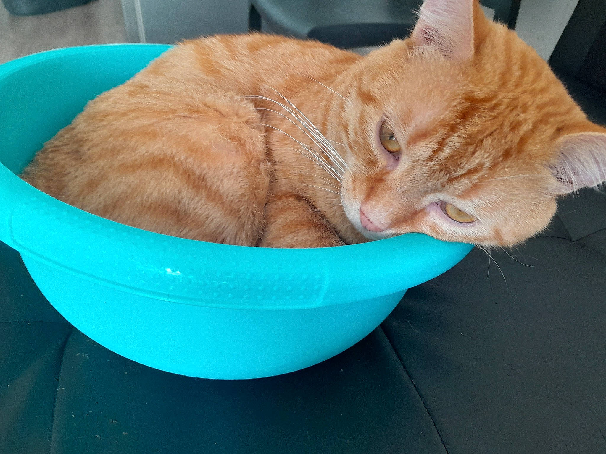 Saphir a rejoint le concours — aidez-le/la à gagner de superbes lots ! bowl, carnivore, cat, cat_supply, claw, comfort, domestic_short_haired_cat, fawn, felidae, fur, ingredient, paw, pet_supply, serveware, sitting, small_to_medium_sized_cats, tail, whiskers, wood