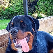 Taiko a rejoint le concours — aidez-le/la à gagner de superbes lots ! animal, black_and_brown, canine, dog, fur, grass, greenery, happy, mammal, nature, outdoor, pet, portrait, relaxed, rottweiler, summer, sunlight, tongue, tongue_out, wooden_planter