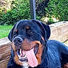 animal, black_and_brown, canine, dog, fur, grass, greenery, happy, mammal, nature, outdoor, pet, portrait, relaxed, rottweiler, summer, sunlight, tongue, tongue_out, wooden_planter