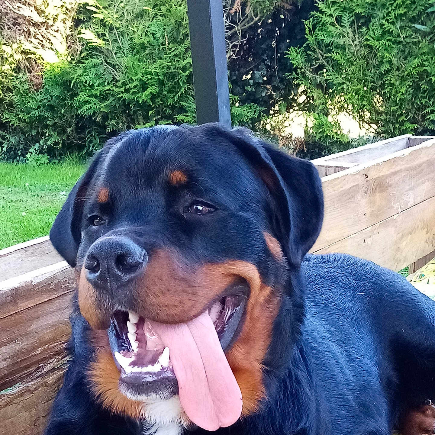 Taiko a rejoint le concours — aidez-le/la à gagner de superbes lots ! animal, black_and_brown, canine, dog, fur, grass, greenery, happy, mammal, nature, outdoor, pet, portrait, relaxed, rottweiler, summer, sunlight, tongue, tongue_out, wooden_planter