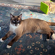 Jinx is registered to the contest to win money with this photo: cat, siamese_cat, indoor, rug, blue_rug, sunlight, kitchen, cabinet, box, food_box, floor, pet, animal, relaxed, lying_down, whiskers, paws, tail, feline, home