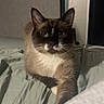 Jinx is registered to the contest to win money with this photo: cat, siamese_cat, pet, animal, indoor, bed, blanket, fur, whiskers, paw, cute, relaxed, feline, mammal, domestic, sleepy, stretching, cozy, resting, household