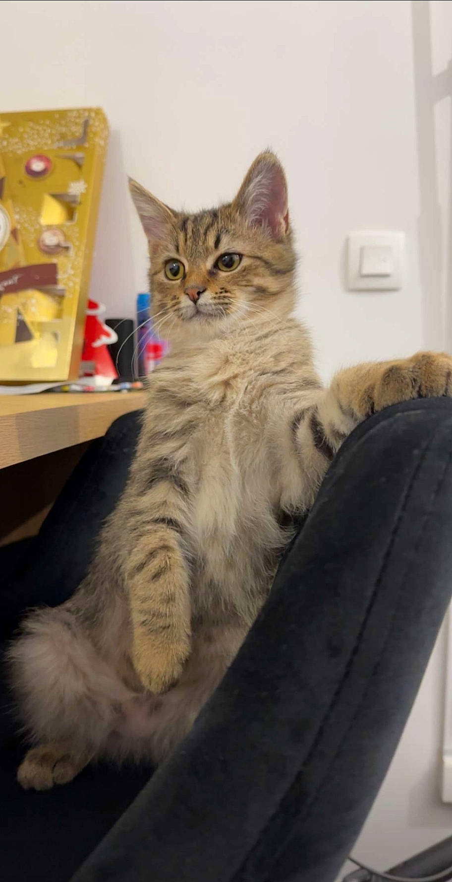 Noki participe au concours pour gagner de l'argent avec cette photo : box, carnivore, cat, claw, comfort, domestic_short_haired_cat, drawer, felidae, fur, paw, sitting, small_to_medium_sized_cats, snout, tail, whiskers