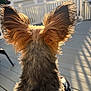 dog, pet, small_dog, ears, fur, back_of_dog, back_view, outdoor, porch, wooden_deck, railing, sunlight, golden_backlight, sun_glare, shadow, backyard, tiny_companion, fluffy, cute, sitting