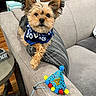 Ace is registered to the contest to win money with this photo: adorable, bandana, couch, cushion, decor, dog, ears, eyes, fur, indoor, living_room, party_hat, pet, pillow, portrait, side_table, small_dog, sofa, wooden_floor, yorkshire_terrier
