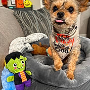 Ace is registered to the contest to win money with this photo: dog, puppy, small_dog, tongue_out, bandana, halloween, stuffed_toy, frankenstein_toy, plush, pet_bed, couch, pillow, blanket, living_room, indoor, ears, eyes, nose, cozy, cute