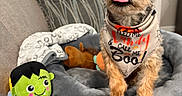 Ace is registered to the contest to win money with this photo: bandana, blanket, couch, cozy, cute, dog, ears, eyes, frankenstein_toy, halloween, indoor, living_room, nose, pet_bed, pillow, plush, puppy, small_dog, stuffed_toy, tongue_out