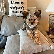 Ace joined the competition — help win amazing prizes! couch, cushion, cute, decorative_pillow, dog, framed_photo, fur, home_decor, indoor, lamp, living_room, pet, pillow, portrait, puppy, relaxed, side_table, small_breed, sofa, yorkshire_terrier