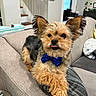 Ace is registered to the contest to win money with this photo: black_eyes, blue_bow, bow_tie, couch, cozy, cute, dog, ears, fluffy, fur, home, indoor, living_room, pet, pillow, portrait, relaxed, small_dog, tongue, yorkshire_terrier
