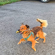 Azur participe au concours pour gagner de l'argent avec cette photo : dog, small_dog, brown_dog, outdoor, pavement, playful, running, canine, pet, animal, tail, fur, happy, active, leash, collar, tool, mouth, grass, wheel