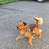 dog, small_dog, brown_dog, outdoor, pavement, playful, running, canine, pet, animal, tail, fur, happy, active, leash, collar, tool, mouth, grass, wheel