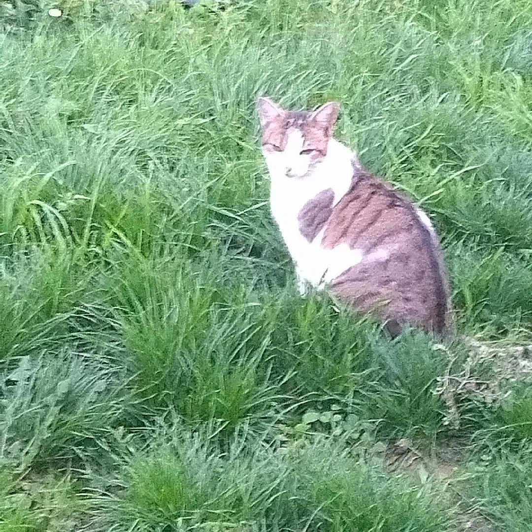 Lilo a rejoint le concours — aidez-le/la à gagner de superbes lots ! cat, grass, outdoor, animal, nature, greenery, pet, feline, sitting, wildlife, field, fur, mammal, eyes, whiskers, tail, plant, calm, daylight, background