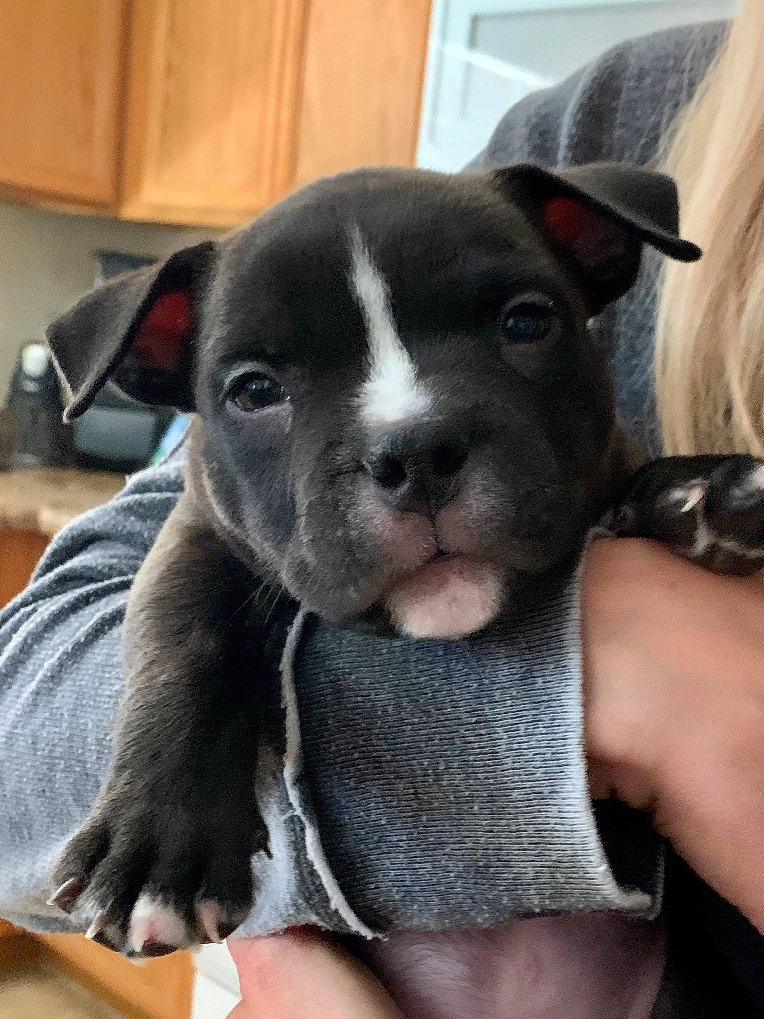 Mando joined the competition — help win amazing prizes! american_pit_bull_terrier, american_staffordshire_terrier, canidae, carnivore, dog, dog_breed, fawn, mammal, non_sporting_group, nose, pit_bull, puppy, rare_breed_dog, snout, staffordshire_bull_terrier, vertebrate