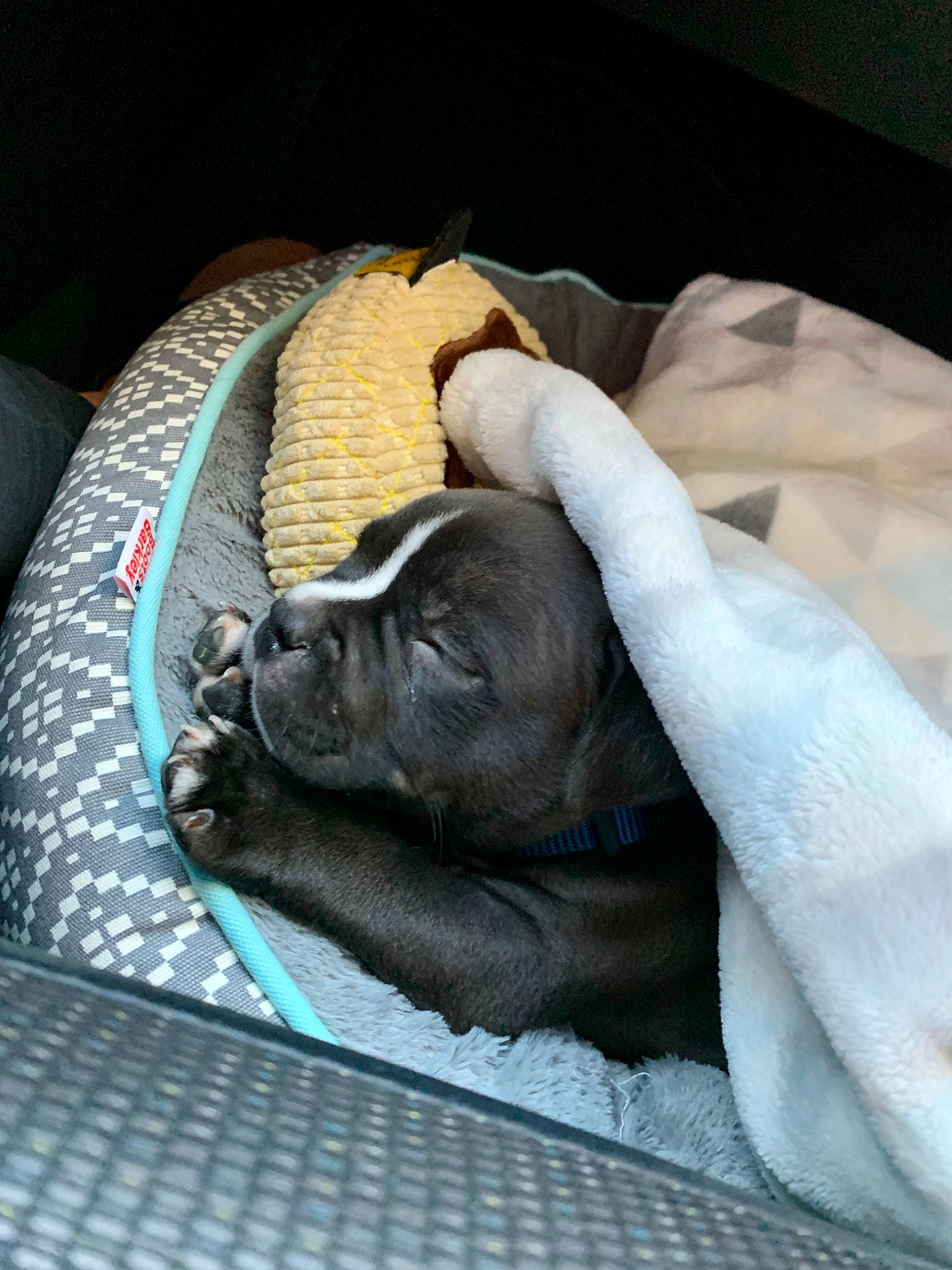 Mando is registered to the contest to win money with this photo: canidae, carnivore, companion_dog, dog, dog_breed, fawn, french_bulldog, nap, non_sporting_group, pug, puppy, shar_pei, snout, sporting_group, wrinkle