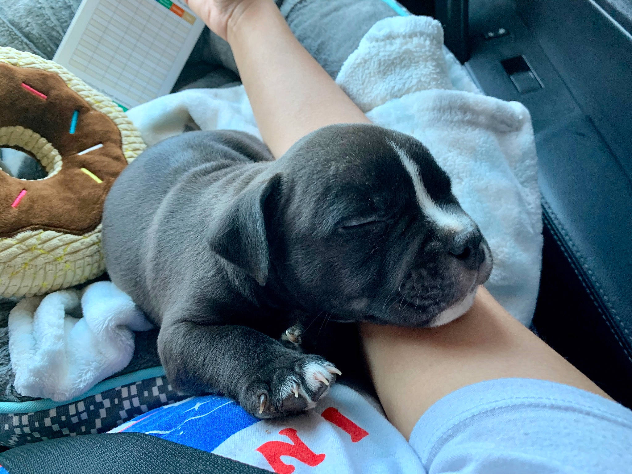 Mando joined the competition — help win amazing prizes! cane_corso, canidae, carnivore, companion_dog, dog, dog_breed, fawn, guard_dog, mammal, nap, non_sporting_group, puppy, snout, sporting_group, vertebrate, wrinkle