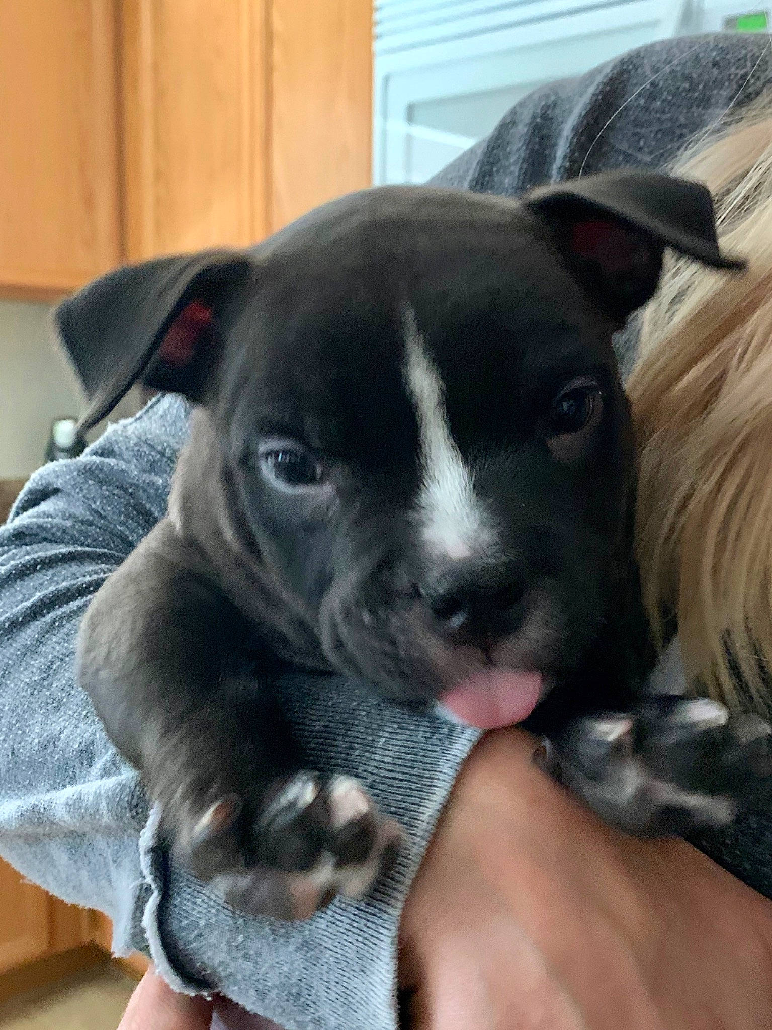 Mando is registered to the contest to win money with this photo: american_pit_bull_terrier, american_staffordshire_terrier, bull_and_terrier, canidae, carnivore, dog, dog_breed, fawn, mammal, non_sporting_group, nose, old_english_terrier, pit_bull, puppy, snout, staffordshire_bull_terrier, vertebrate, whiskers