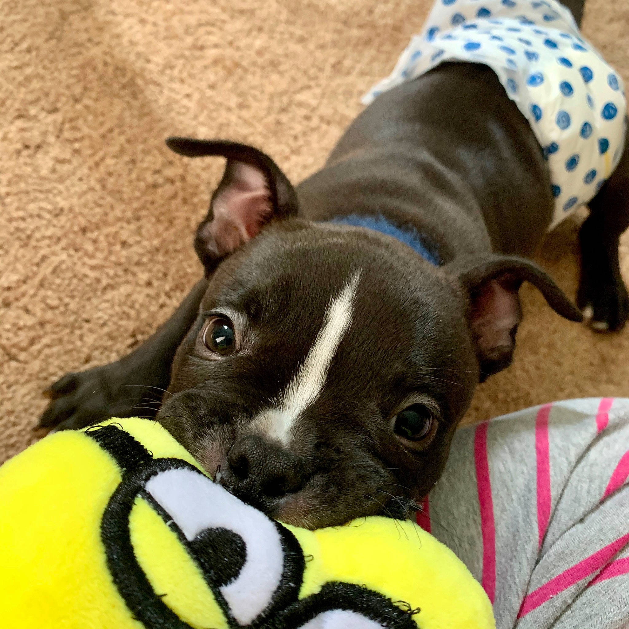 Mando joined the competition — help win amazing prizes! american_staffordshire_terrier, boston_terrier, canidae, carnivore, companion_dog, dog, dog_breed, fawn, french_bulldog, mammal, non_sporting_group, puppy, rare_breed_dog, snout, vertebrate