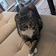 Gracie joined the competition — help win amazing prizes! cat, tabby_cat, pet, animal, couch, sofa, living_room, indoors, furniture, beige, blanket, human_leg, paws, crossed_paws, white_chest, whiskers, ears, portrait, relaxed, home