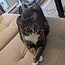 cat, tabby_cat, pet, animal, couch, sofa, living_room, indoors, furniture, beige, blanket, human_leg, paws, crossed_paws, white_chest, whiskers, ears, portrait, relaxed, home