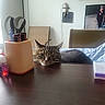 Gracie is registered to the contest to win money with this photo: cat, tabby_cat, pet, animal, face, whiskers, ears, green_eyes, striped_fur, lying_down, desk, table, indoor, home, office, pen_holder, pens, chair, wall_decor, mirror