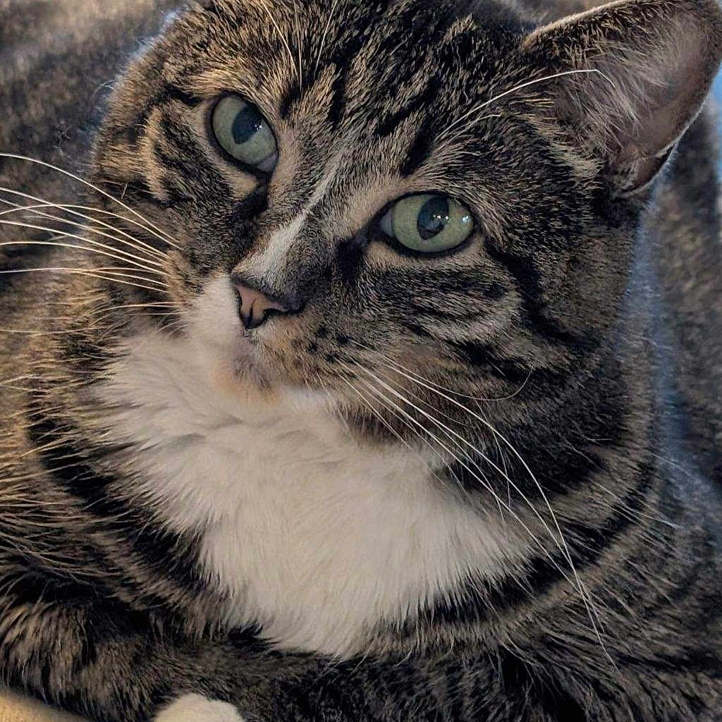 Gracie joined the competition — help win amazing prizes! cat, tabby_cat, feline, pet, animal, portrait, close_up, green_eyes, whiskers, striped_fur, white_chest, white_paw, fluffy, lying_down, indoor, cozy, soft_lighting, brown_fur, alert, cute