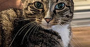 Gracie is registered to the contest to win money with this photo: cat, tabby, pet, animal, portrait, close_up, whiskers, green_eyes, pointed_ears, striped_fur, white_chest, sitting, couch, chair, indoor, window, home, cozy, photography, serious_expression